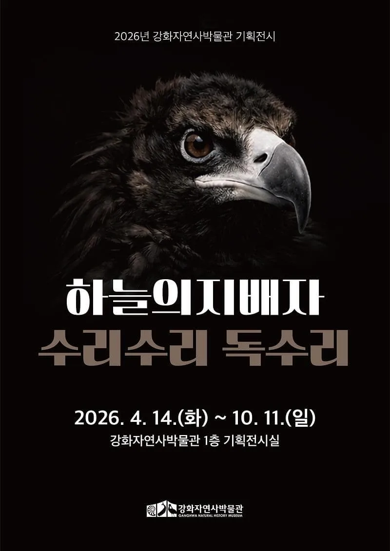 2026년 강화자연사박물관 상반기 기획전시 『하늘의 지배자 : 수리수리 독수리』 포스터