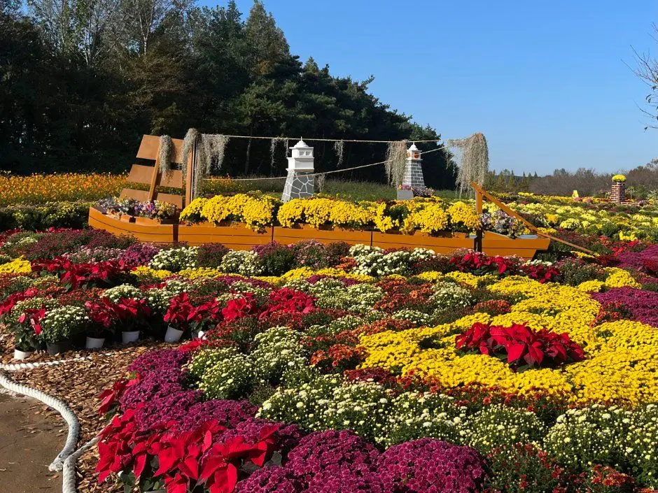 드림파크 국화축제 포스터
